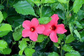 扶桑花