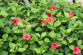 扶桑花