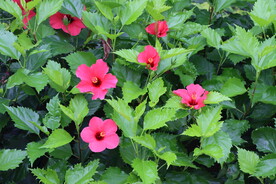 扶桑花