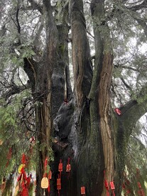 许愿树