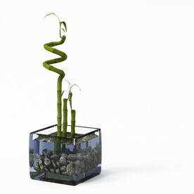 C4D模型 绿色植物