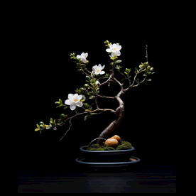 盆栽素材