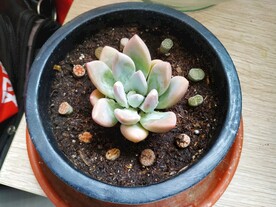 多肉植物