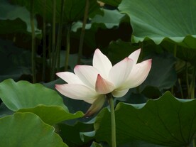 荷花背景图