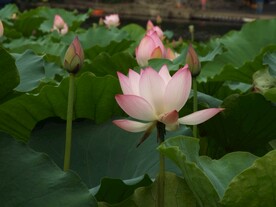 荷花摄影
