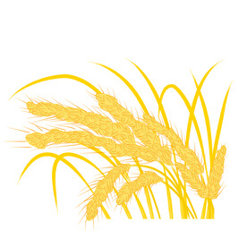 麦穗