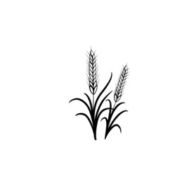 麦穗