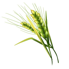 麦穗