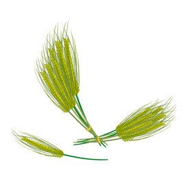 麦穗