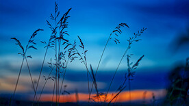茅草蓝天夕阳夜