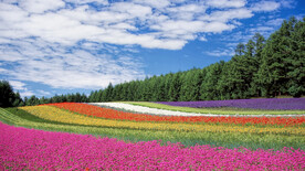 彩虹花田美景背景