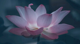 莲花瓣