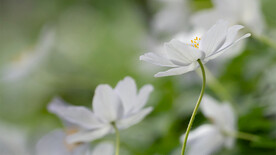 白色小雏菊背景