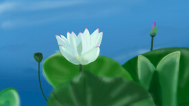 池塘荷花