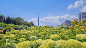 城市菜花地