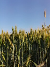麦穗
