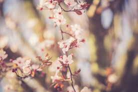 樱花