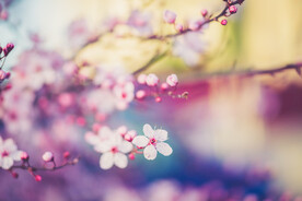 樱花