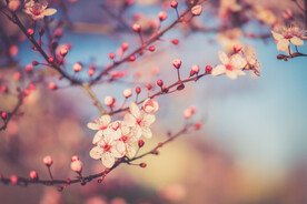 樱花