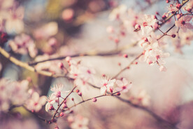  樱花