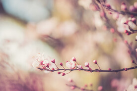  樱花