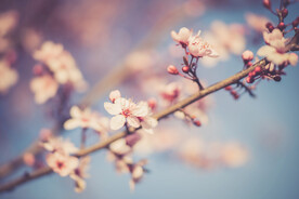  樱花