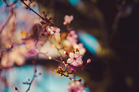  樱花