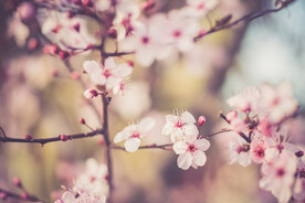 樱花