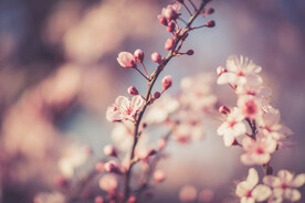  樱花
