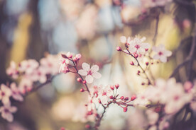  樱花