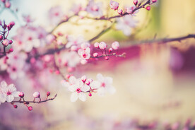  樱花