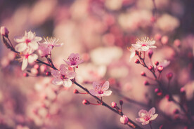  樱花