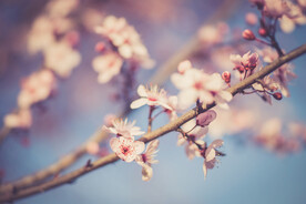  樱花