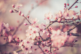  樱花