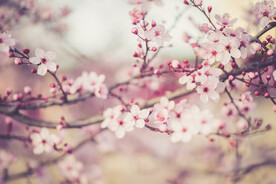  樱花