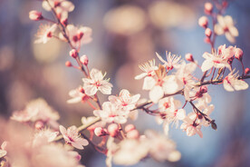  樱花