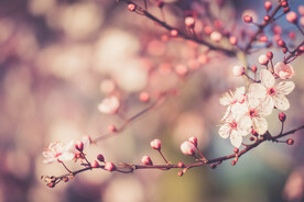  樱花
