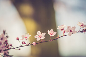  樱花