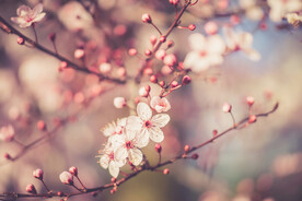  樱花