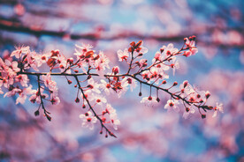  樱花