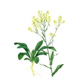 板蓝根