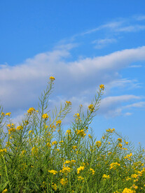 油菜花