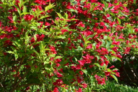 锦带花  