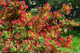 锦带花  
