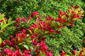 锦带花 
