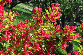 锦带花  