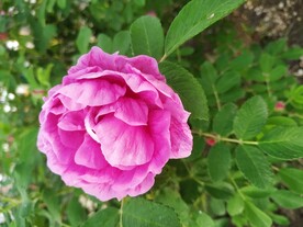 小玫瑰
