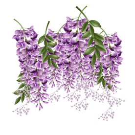 紫藤花插画