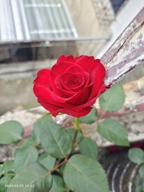 月季花
