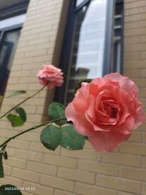 一朵月季